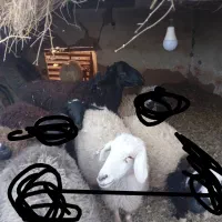 گوسفند|حیوانات مزرعه|فردوس (کرمان), |دیوار