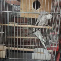 چند عدد قفس .و طوطی گرینج. طوطی عروس هلندی