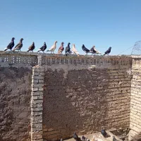 سلام کبوتردورگ