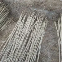 نهال صنوبر اصلاح شده خارجی