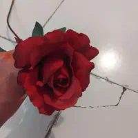 یک عدد شاخه گل رز