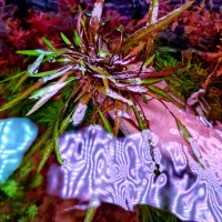 گیاه آکواریومی کریپتون کورین تایگر