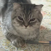 گربه بریتیش و اسکاتیش|گربه|ایرانشهر, |دیوار