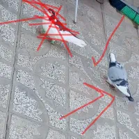 کبوتر|پرنده|تربتحیدریه, آغوی|دیوار