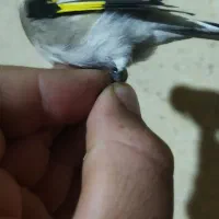 جوجه سهره|پرنده|ساوه, |دیوار