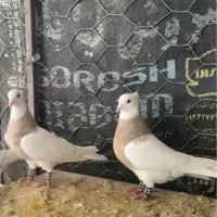 فروشی یک جفت کبوتر طوقی نرو ماده مولد