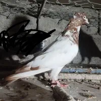 سه عدد جوجه رنگی