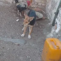 ژرمن