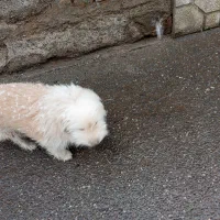 سگ شناسنامه دارشیتزو|سگ|سبزوار, قلعه‌نو دهزار|دیوار