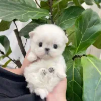 فسقلی های بامزه عروسکی|سگ|کرمانشاه, |دیوار