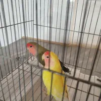 طوطی برزیلی صورت هلویی