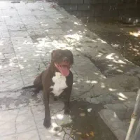 پیتبول ماده