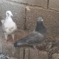 سلام تعداد ۱۷عدد کبوتر پلاکی شامل گوره سیاه