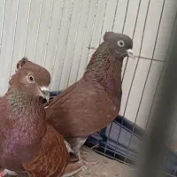 ماهرو چش ابی . سرخ کاکلی