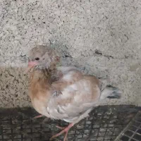 کفتر سرور ..لانه قیمت پایین