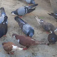 تعداد ۲۵تا کبوتر رنگی