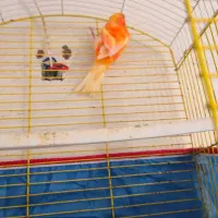 قناری|پرنده|برازجان, |دیوار