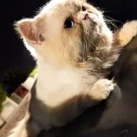 گربه نژاد پرشین