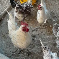 خروس گلین|حیوانات مزرعه|سمیرم, |دیوار