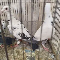 بزک آلمانی  سینه سفید و جنگلی 1جفت ساده وامری|پرنده|مشهد, کوشش|دیوار