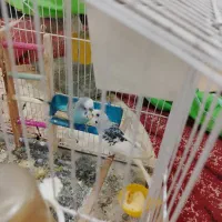 مرغ عشق|پرنده|نسیم‌شهر, |دیوار