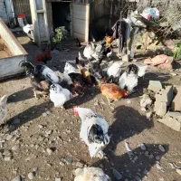 خروس محلی درشت و متوسط