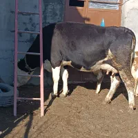 گاو سمنتال پرشیر|حیوانات مزرعه|هشترود, |دیوار