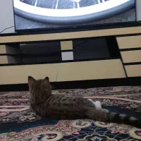 واگذاری گربه کوچولوی ملوس|گربه|کرج, اخترآباد|دیوار