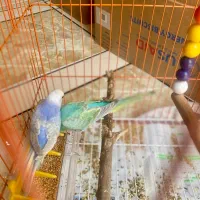 مرغ عشق رنگین کمانی