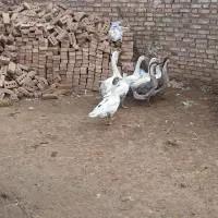 غاز|حیوانات مزرعه|خوی, |دیوار