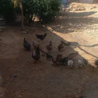 حیوانات