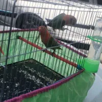 طوطی برزیلی اوپال|پرنده|فردیس, شهرک شهید حسینی|دیوار