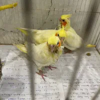 جوجه عروس هلندی