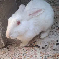 خرگوش|موش و خرگوش|شیراز, شهرک آرین|دیوار