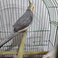 عروس هلندی نر وماده دوساله