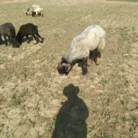 کووه قوچ رون اول بشرط عقیلی ظلم اباد