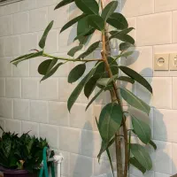 گل فیکوس|گل و گیاه طبیعی|اهر, |دیوار