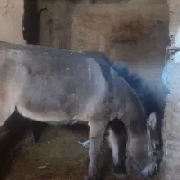 قاطر ماده سن 4 سال