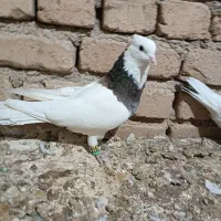 کبوتر طوقی هفت رنگ|پرنده|الوند, |دیوار