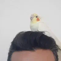 گمشده،عروس هلندی