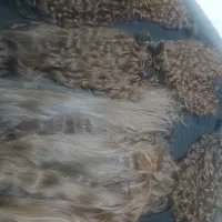 فروش و خرید موی بانوان