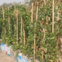 فروش نهال و درخت ودرختچه پروژه ای و جریمه ای|خدمات باغبانی و درختکاری|ورامین, ورامین|دیوار