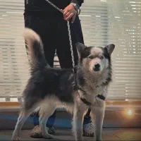 سگ هاسکی شناسنامه دار