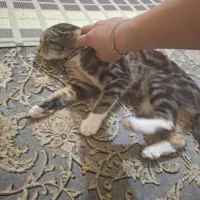 گربه خانگی حرف گوش کن واکسن زده