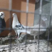 کفتر پرشی تهران|پرنده|رباطکریم, رباطکریم|دیوار