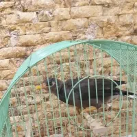 مرغ مینا جوان وباهوش|پرنده|تبریز, |دیوار