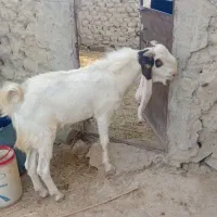 بز  نر|حیوانات مزرعه|هیدوچ, |دیوار