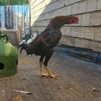 خروس لاری به همراه جوجه