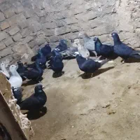 کفتر زاغ آلمانی