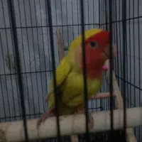 طوطی برزیلی نر